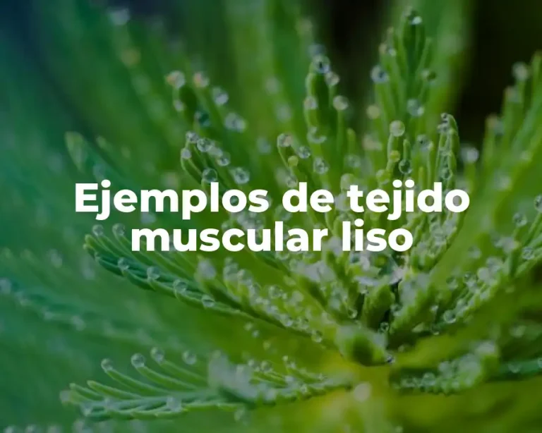 Ejemplos de tejido muscular liso