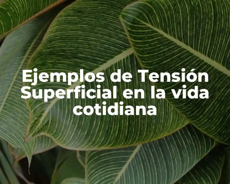 Ejemplos de Tensión Superficial en la vida cotidiana