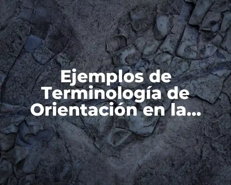 Ejemplos de Terminología de Orientación en la Estructura Corporal
