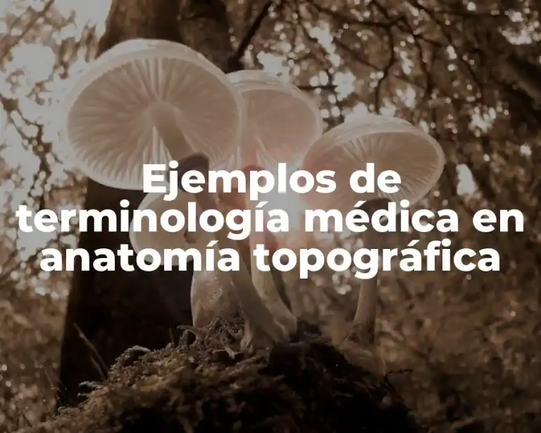 Ejemplos de terminología médica en anatomía topográfica