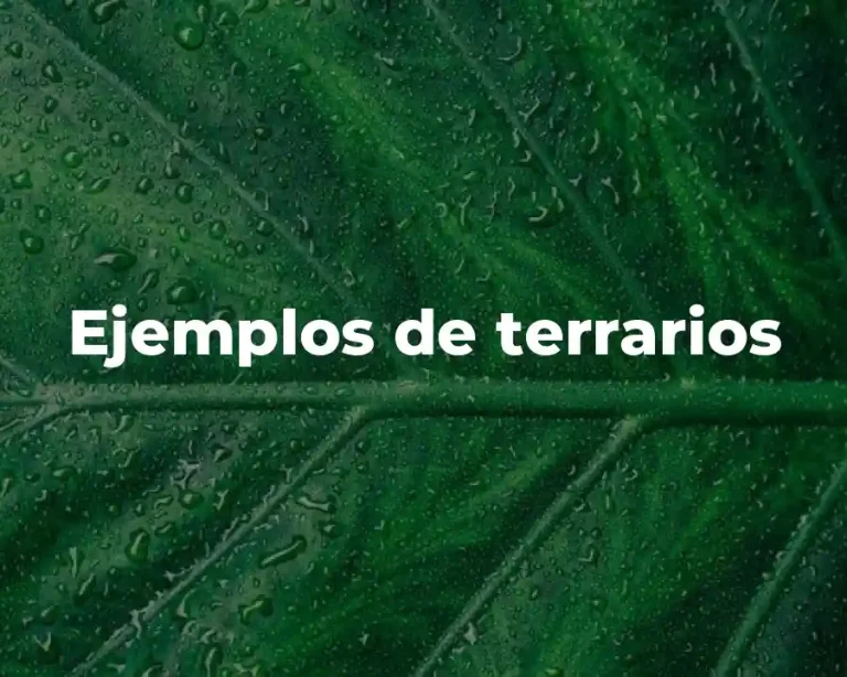 Ejemplos de terrarios