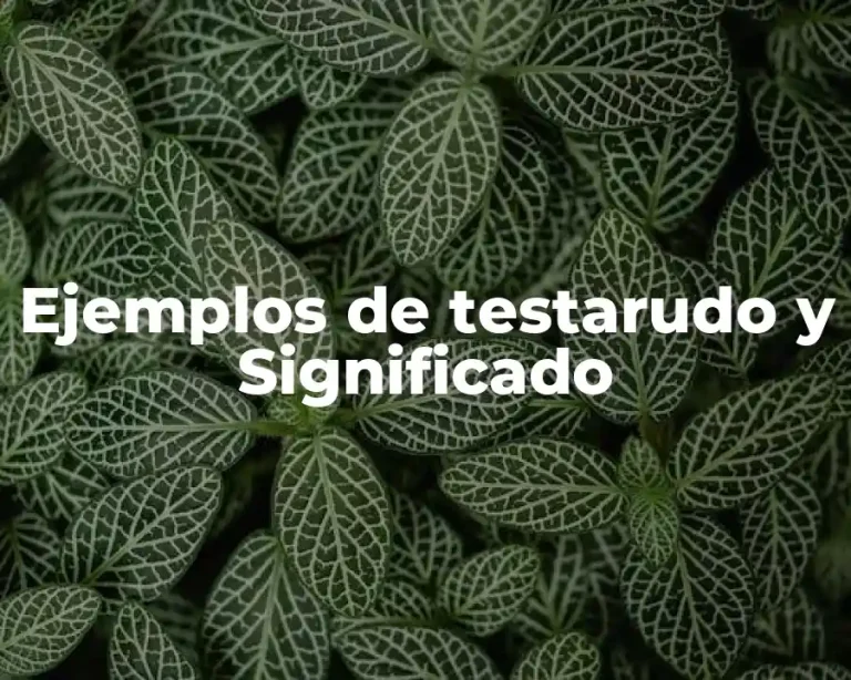 Ejemplos de testarudo y Significado