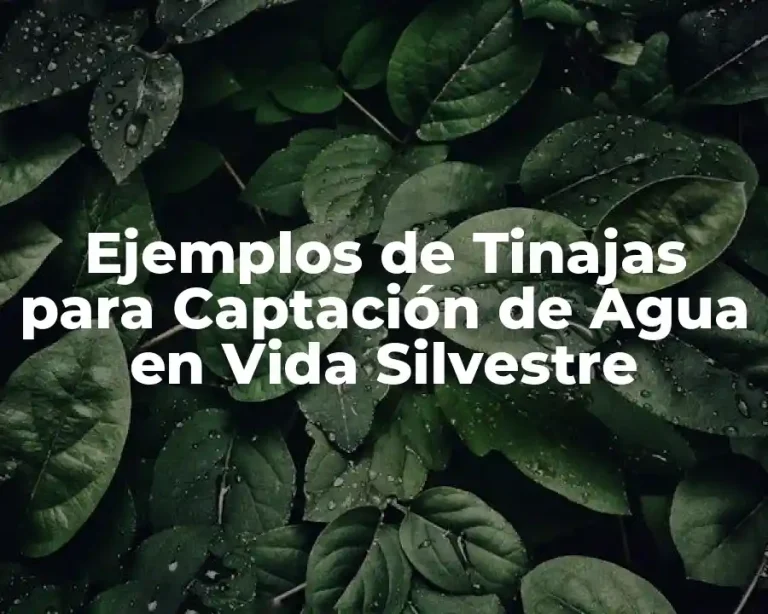 Ejemplos de Tinajas para Captación de Agua en Vida Silvestre