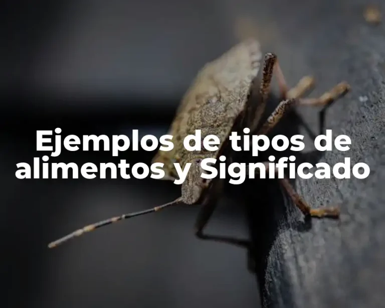 Ejemplos de tipos de alimentos y Significado