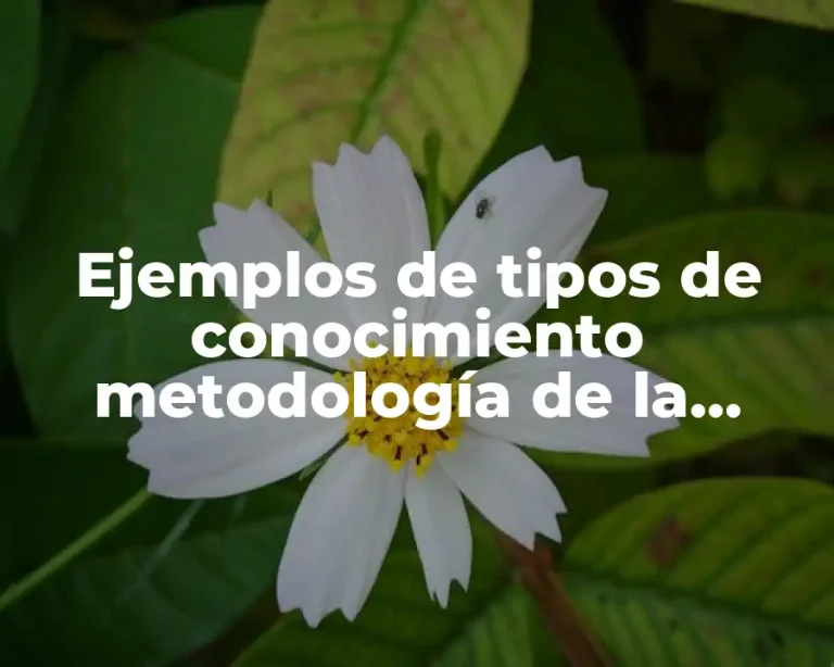 Ejemplos de tipos de conocimiento metodología de la investigación