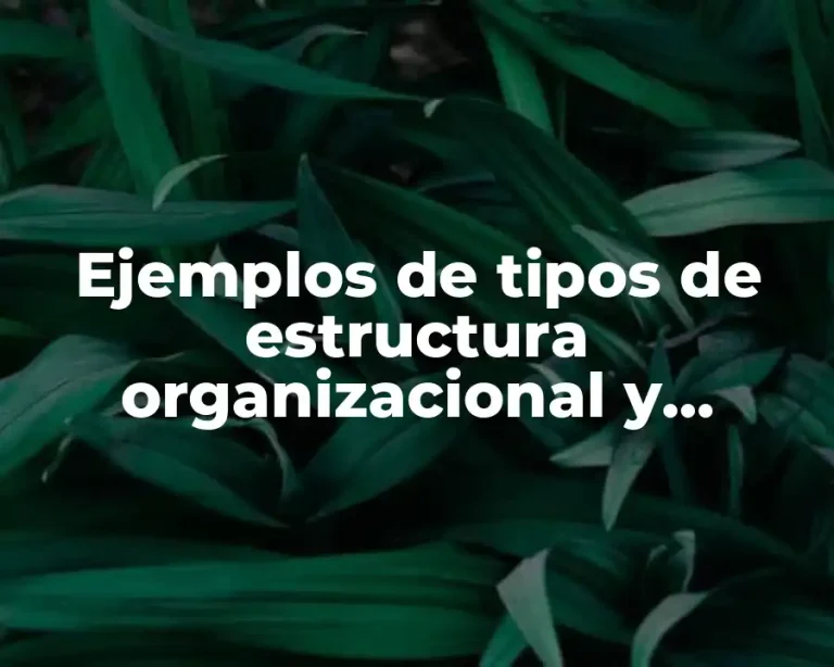 Ejemplos de tipos de estructura organizacional y Significado