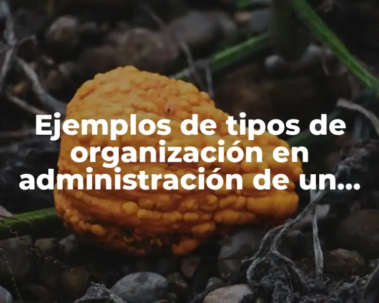 Ejemplos de tipos de organización en administración de un hospital y Significado