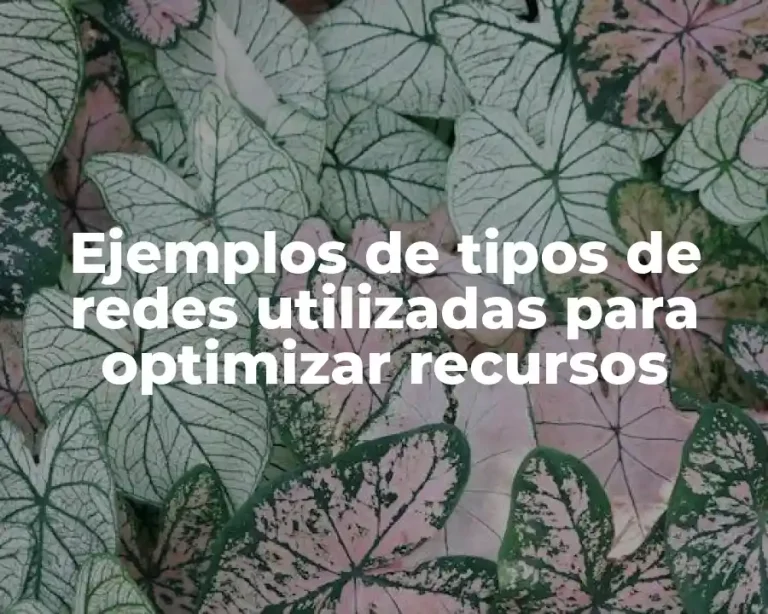 Ejemplos de tipos de redes utilizadas para optimizar recursos