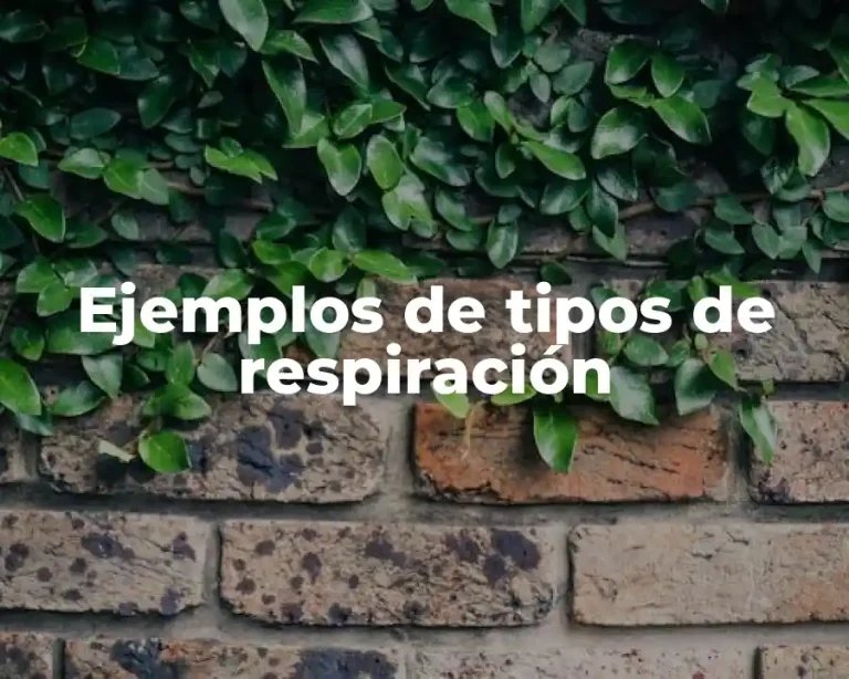 Ejemplos de tipos de respiración