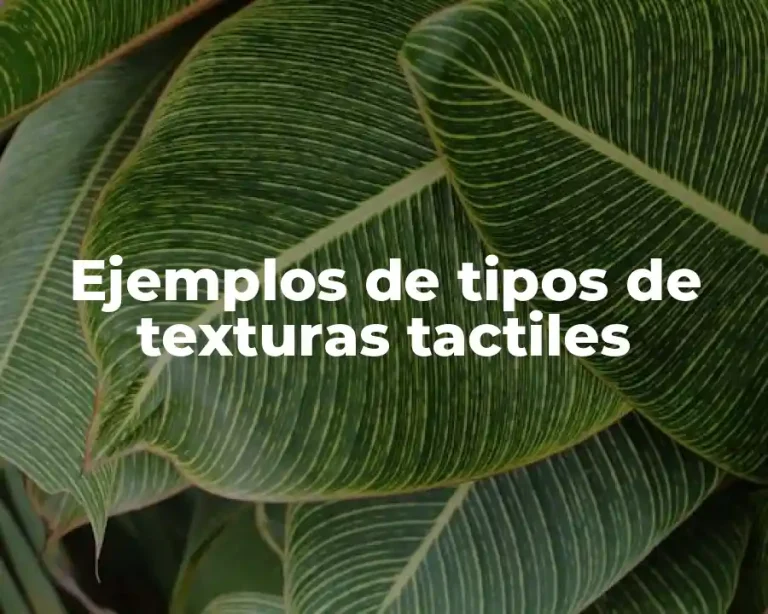 Ejemplos de tipos de texturas tactiles