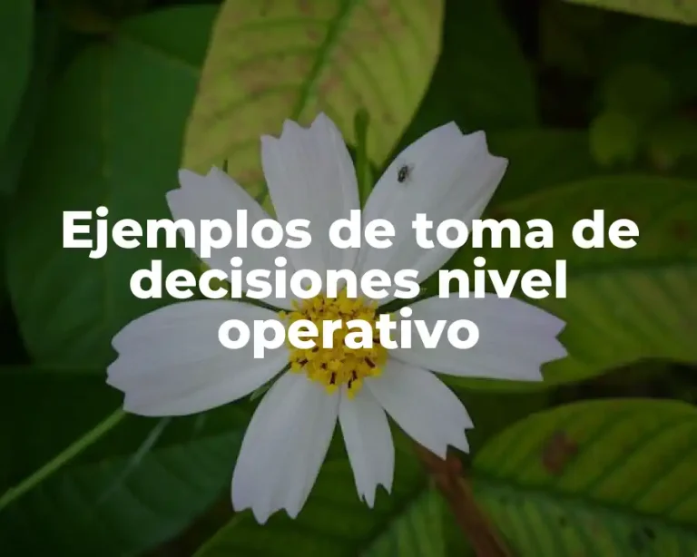 Ejemplos de toma de decisiones nivel operativo