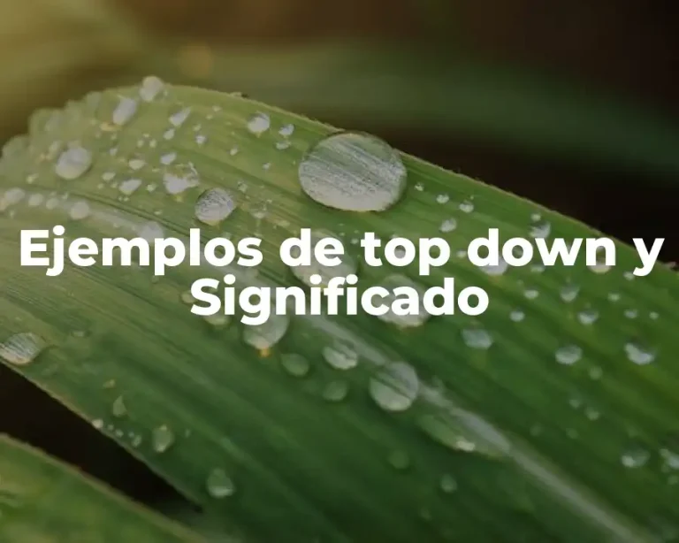 Ejemplos de top down y Significado