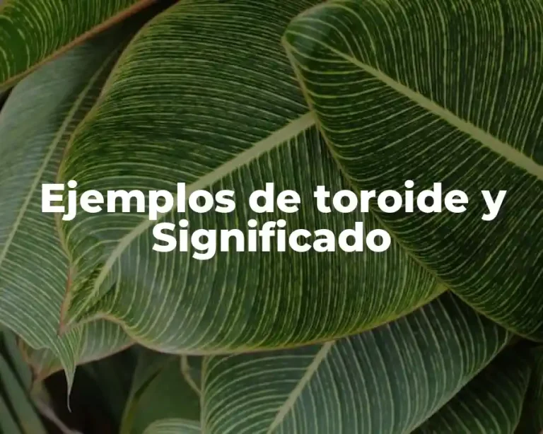 Ejemplos de toroide y Significado