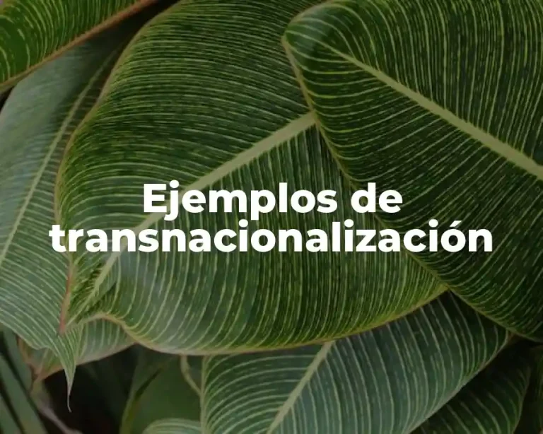 Ejemplos de transnacionalización
