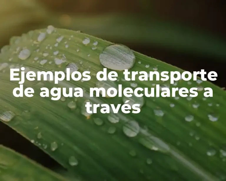 Ejemplos de transporte de agua moleculares a través