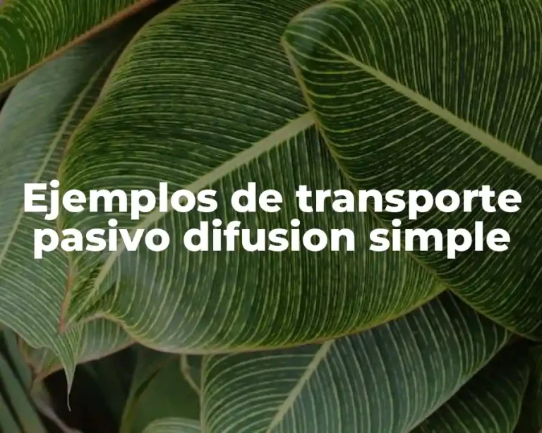 Ejemplos de transporte pasivo difusion simple