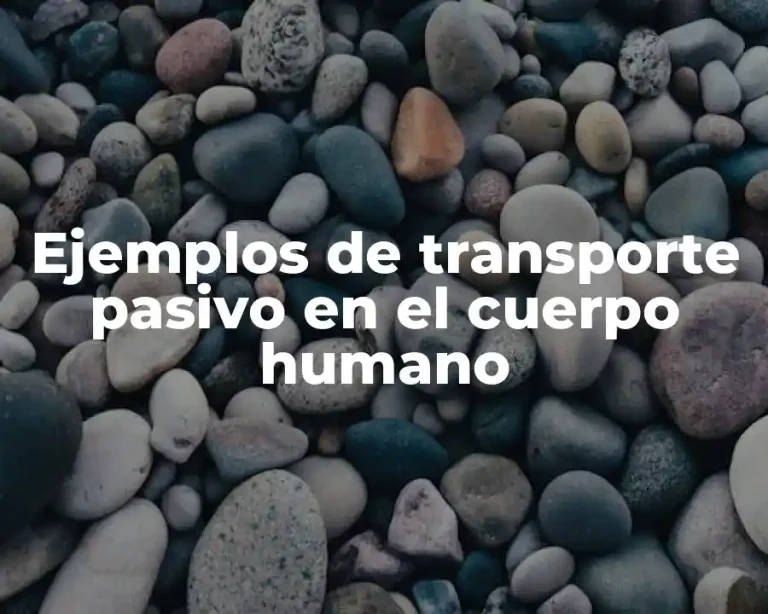 Ejemplos de transporte pasivo en el cuerpo humano