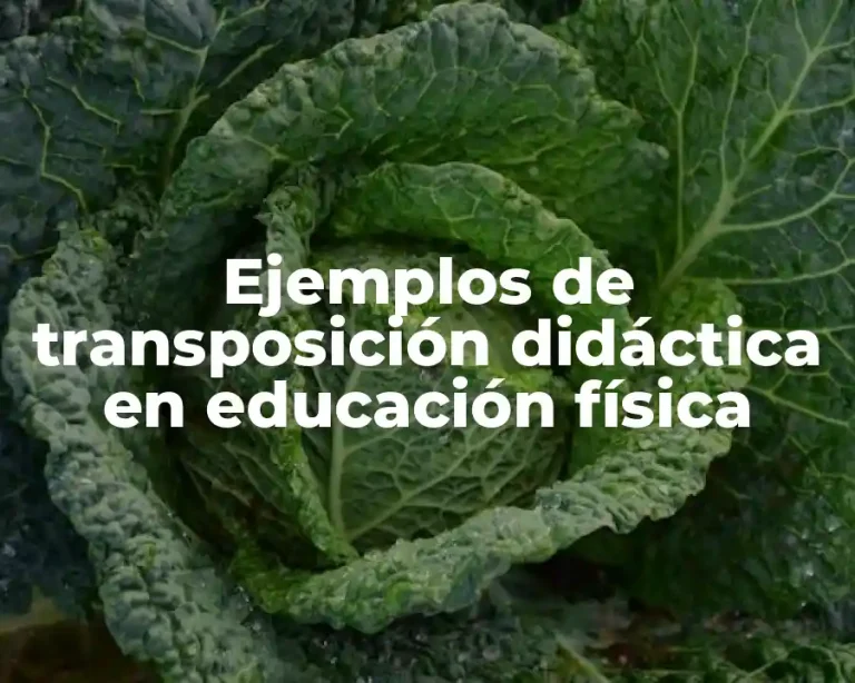 Ejemplos de transposición didáctica en educación física