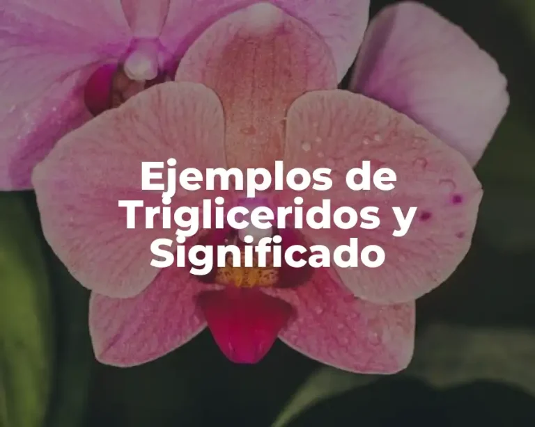 Ejemplos de Trigliceridos y Significado