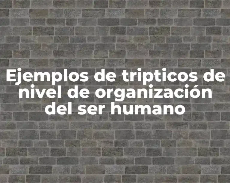 Ejemplos de tripticos de nivel de organización del ser humano