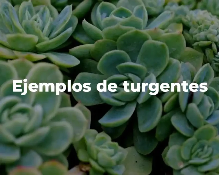 Ejemplos de turgentes