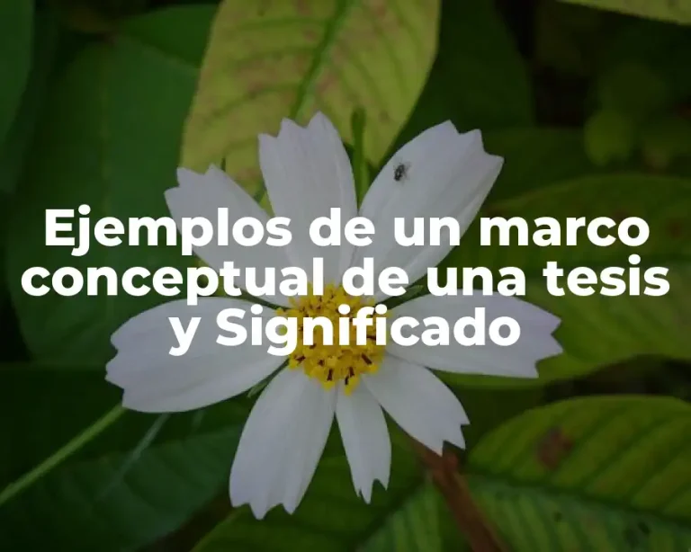 Ejemplos de un marco conceptual de una tesis y Significado