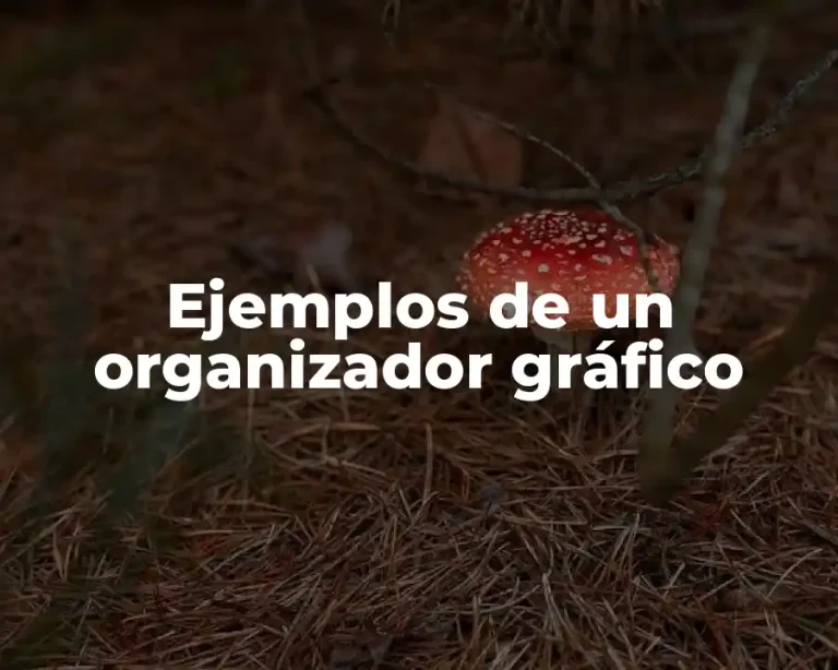 Ejemplos de un organizador gráfico