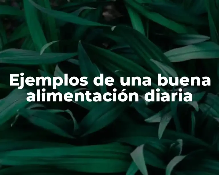 Ejemplos de una buena alimentación diaria