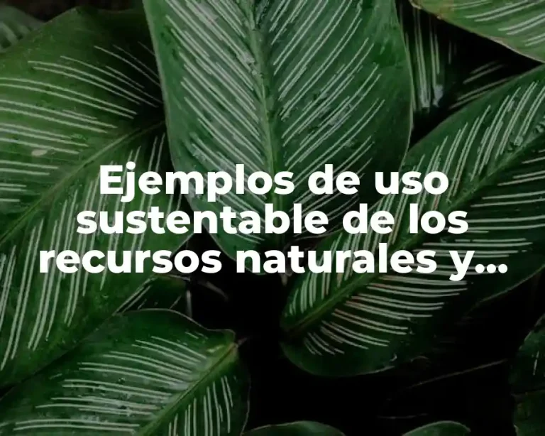 Ejemplos de uso sustentable de los recursos naturales y Significado