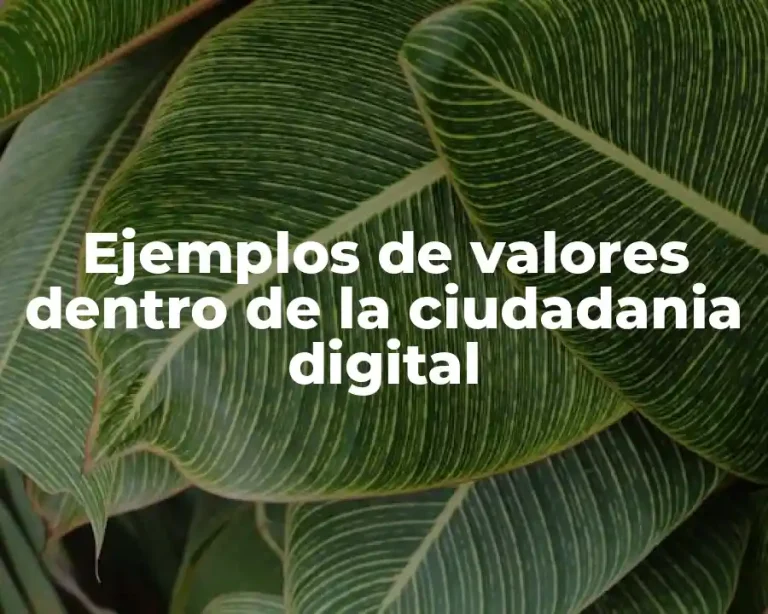 Ejemplos de valores dentro de la ciudadania digital