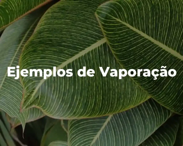 Ejemplos de Vaporação
