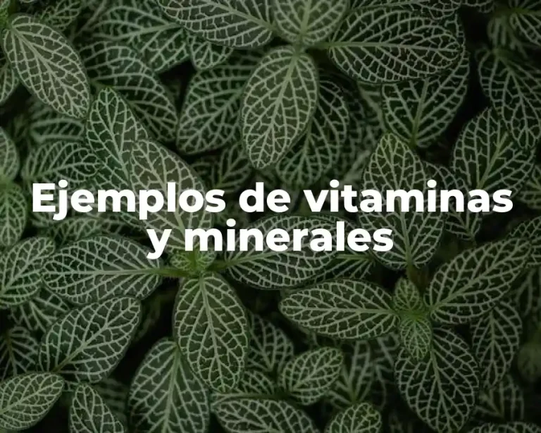 Ejemplos de vitaminas y minerales