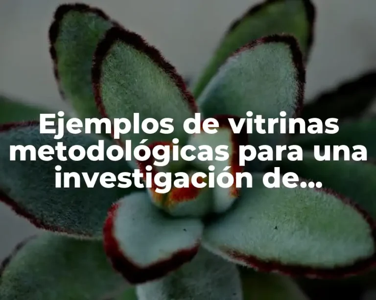 Ejemplos de vitrinas metodológicas para una investigación de estudio