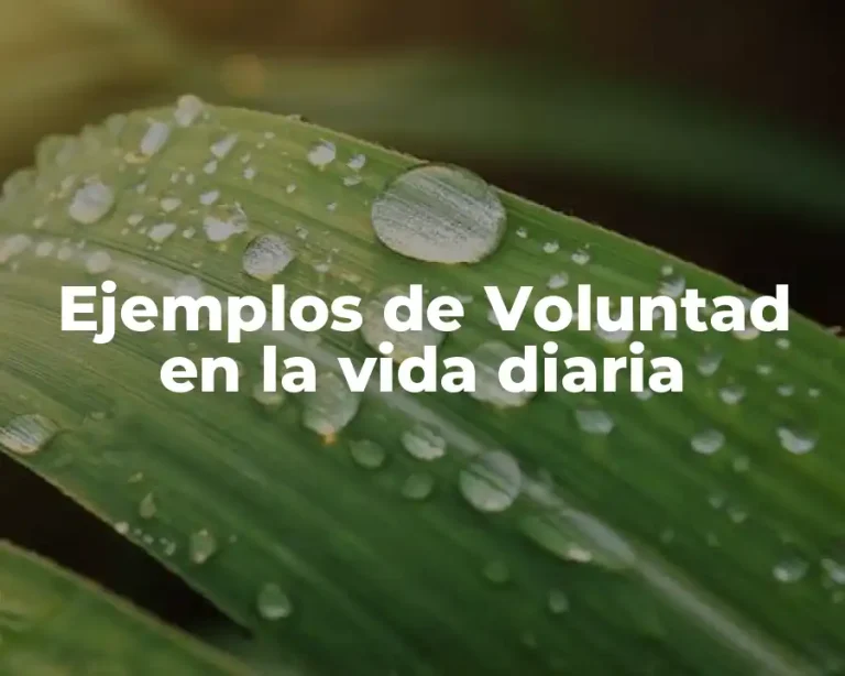 Ejemplos de Voluntad en la vida diaria