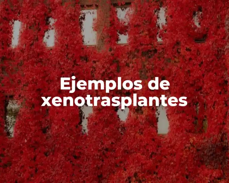 Ejemplos de xenotrasplantes