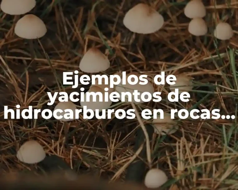 Ejemplos de yacimientos de hidrocarburos en rocas igneas y metamorficas