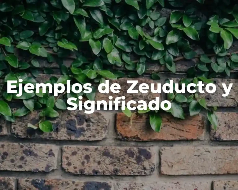 Ejemplos de Zeuducto y Significado