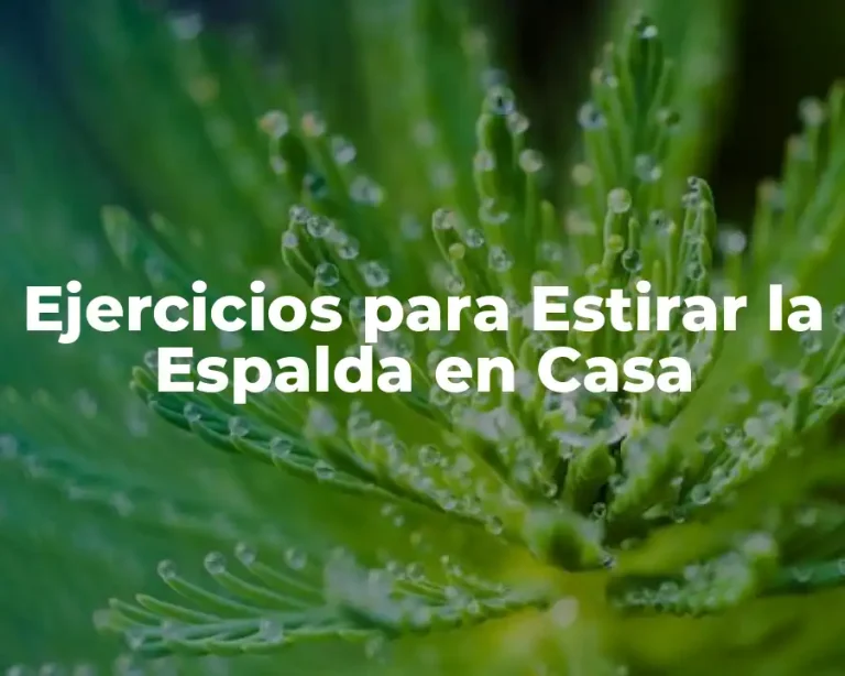 Ejercicios para Estirar la Espalda en Casa