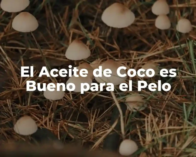 El Aceite de Coco es Bueno para el Pelo