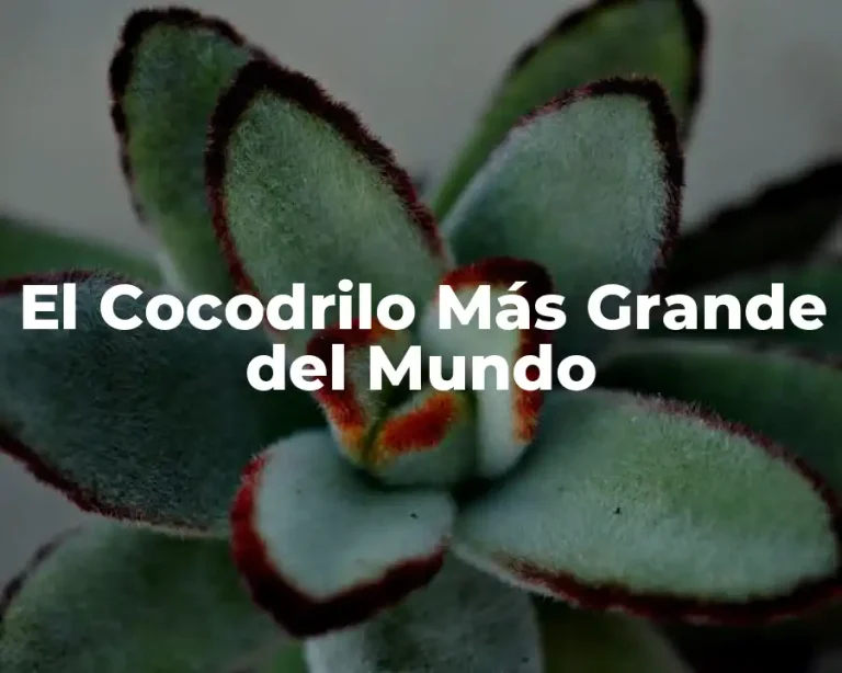 El Cocodrilo Más Grande del Mundo