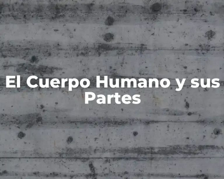El Cuerpo Humano y sus Partes