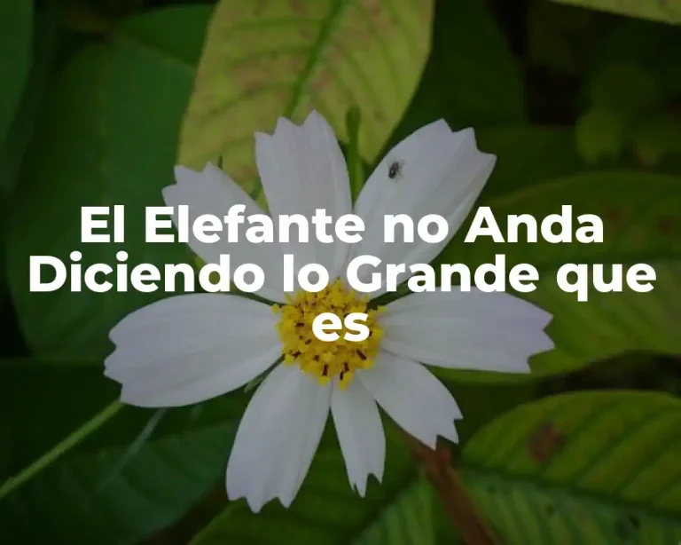 El Elefante no Anda Diciendo lo Grande que es