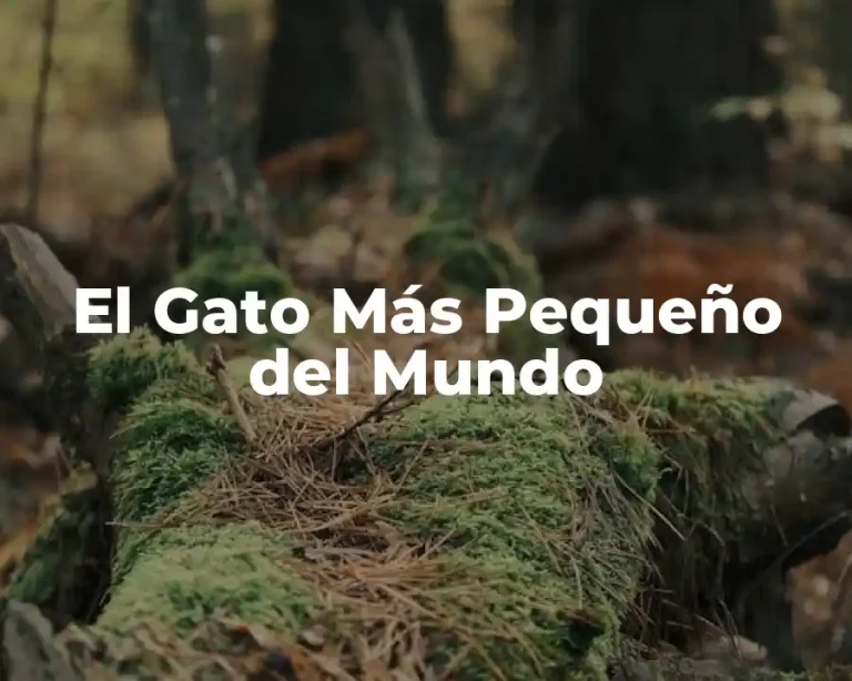 El Gato Más Pequeño del Mundo