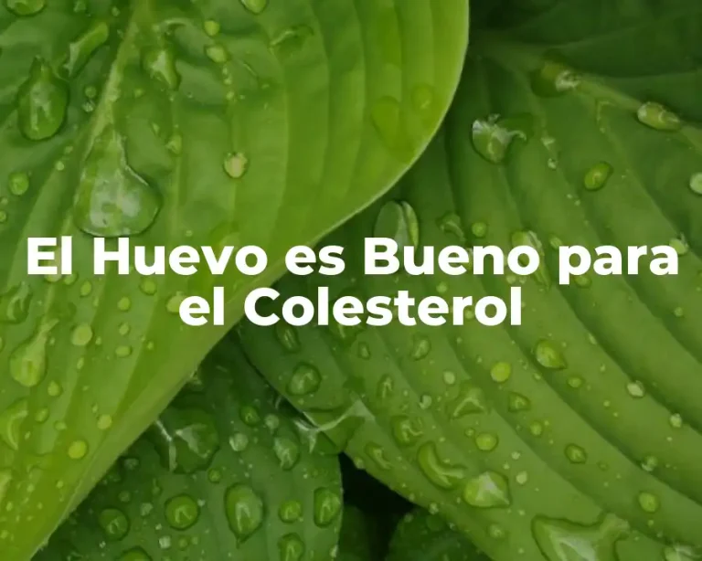 El Huevo es Bueno para el Colesterol