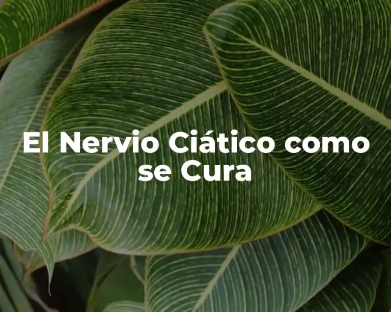 El Nervio Ciático como se Cura