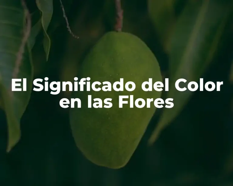 El Significado del Color en las Flores