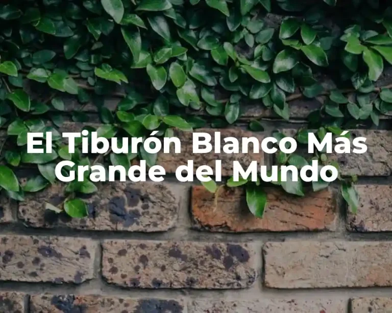 El Tiburón Blanco Más Grande del Mundo