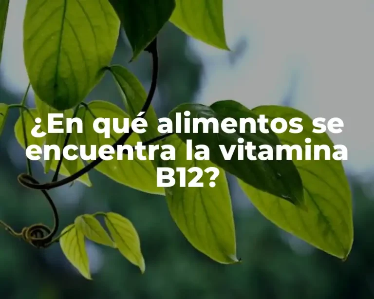 ¿En qué alimentos se encuentra la vitamina B12?
