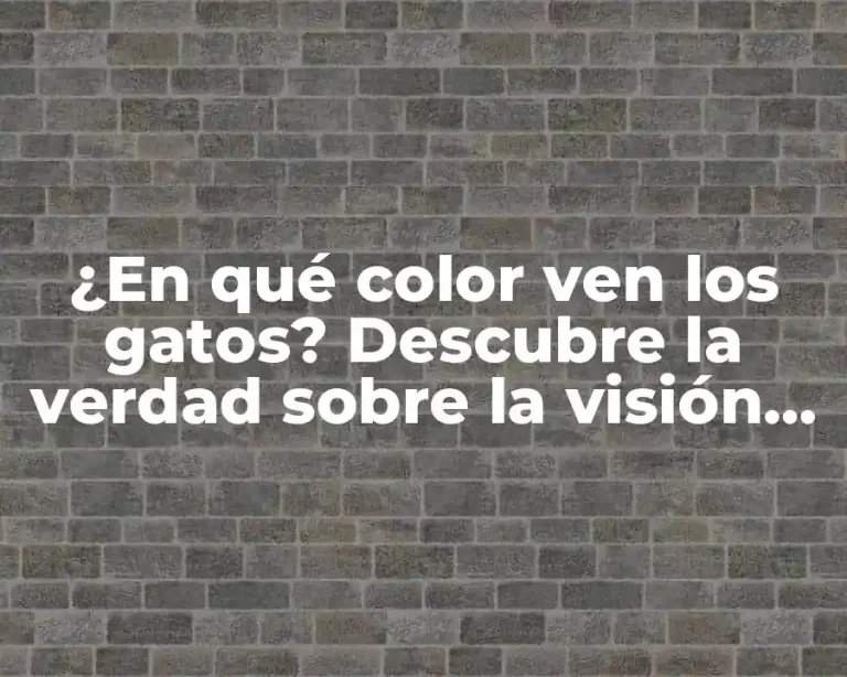 ¿En qué color ven los gatos? Descubre la verdad sobre la visión felina