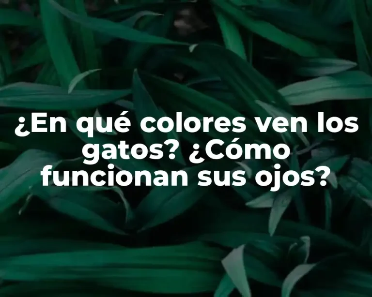 ¿En qué colores ven los gatos? ¿Cómo funcionan sus ojos?